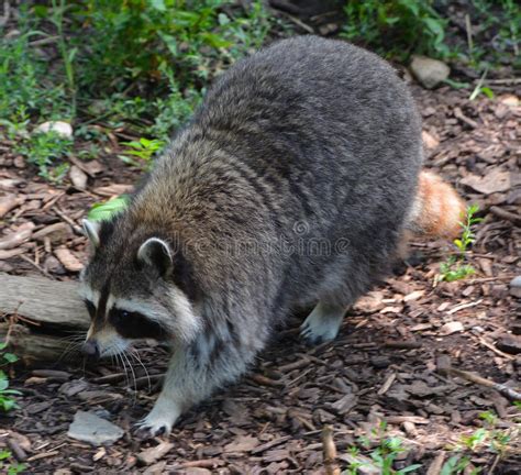 Racum Ou Guaxinim Em Florida Sul Foto De Stock Imagem De Wildlife