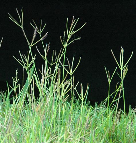 Bermuda Grass Cynodon Dactylon Asian And Tropical Vegetable Seeds