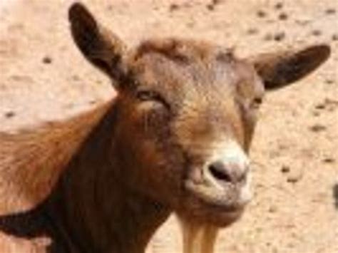 These Goats Produce Human Breast Milk Zdnet
