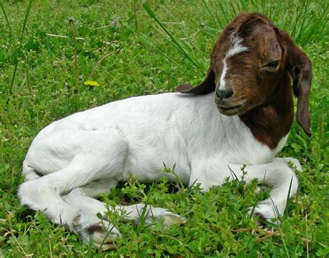 Baby Boer Goat Taxidermy Etsy Cabras Boer Cabras