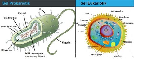 Perbedaan Sel Prokariotik Dan Sel Eukariotik