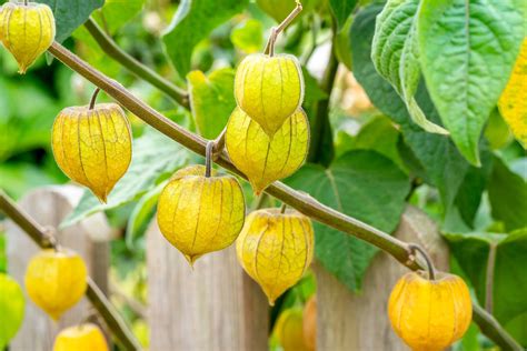 What Are Goldenberries The Superfruit You Need To Try Amayu