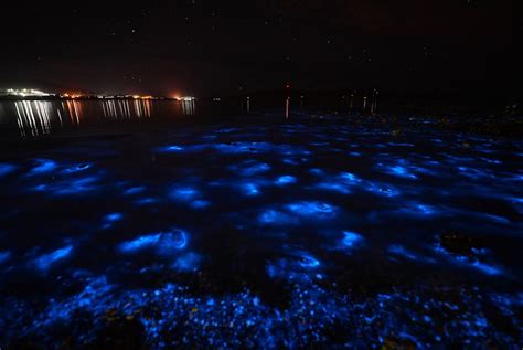 The Best Time To Go To Puerto Ricos Bioluminescent Bays Puerto Rico