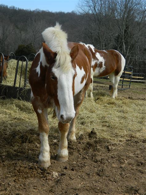 Paint Draft Horse Stock By Aelockwood On Deviantart