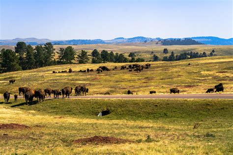 Best Time To See Bison Herd In Wind Cave National Park South Dakota 2020