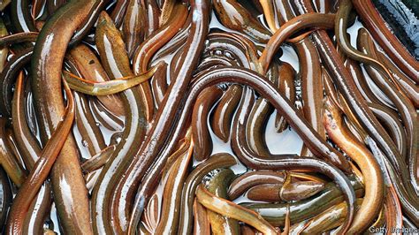 What Do Eels Eat Link Feel