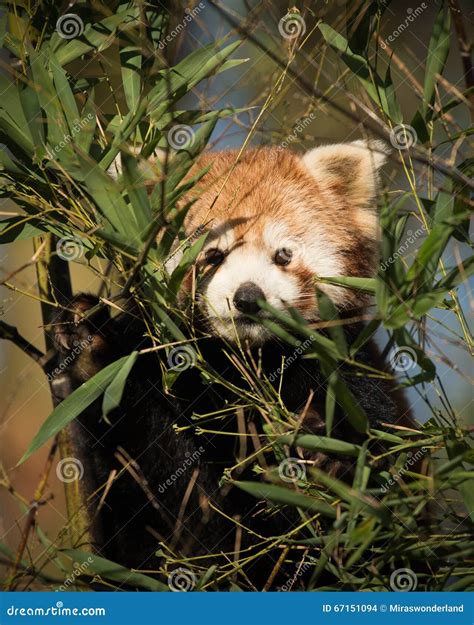 Red Panda Behind Bamboo Stock Photo Image Of Wildlife 67151094