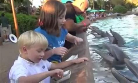 Watch Dolphin Bites Eight Year Old Girls Hand At Seaworld Video