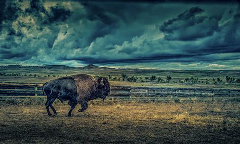 Buffalo Storms Photograph By Kay Wilson Fine Art America