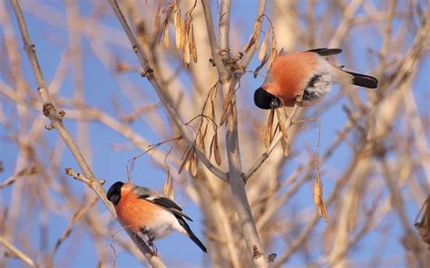 Red Bullfinch Bird On A Tree Wallpapers 960x600 191942