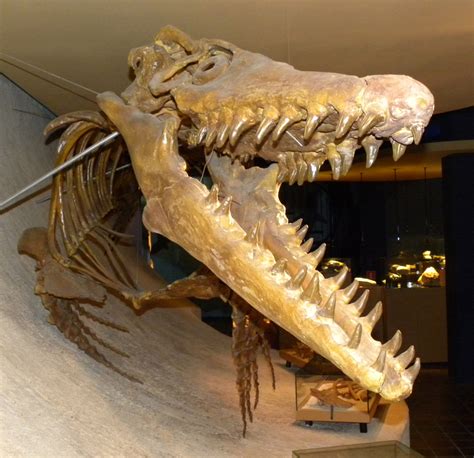 Mosasaur Skeleton From The Cretaceous Image Free Stock Photo Public
