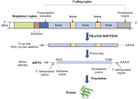 1 The Structure Of A Gene And The Control Of Gene Expression In