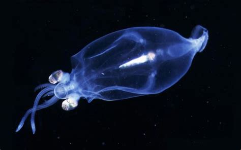 10 Spectacular Glowing Animals Deep Sea Creatures Animals Weird Animals