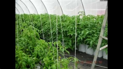 Tomatoes Grown In 5 Gallon Poly Grow Bags 2009 Youtube