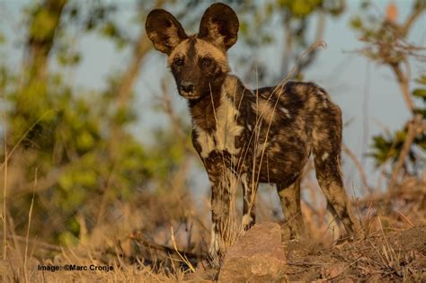 African Painted Dog Field Guide — Destination Wildlife™