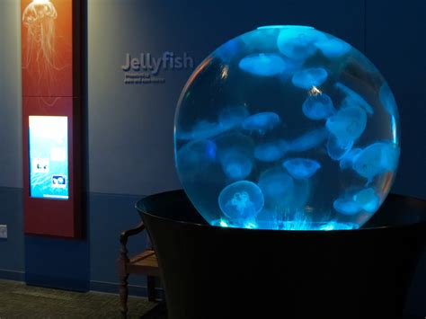Pacific Seas Aquarium Moon Jelly Zoochat