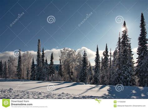 Impassable Snow Covered Siberian Taiga Stock Image Image Of Landscape