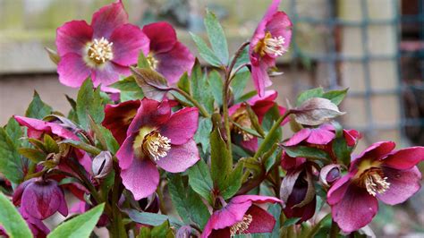 How To Grow Hellebores Top Tips For These Winter Blooms Gardeningetc