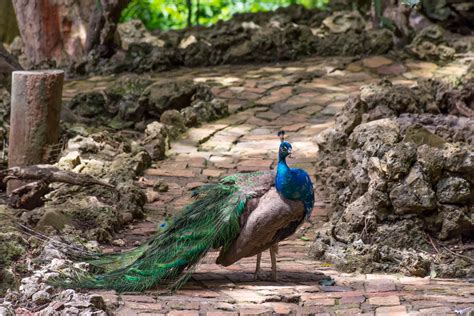 indian peacock barbados wildlife reserve michael walsh flickr