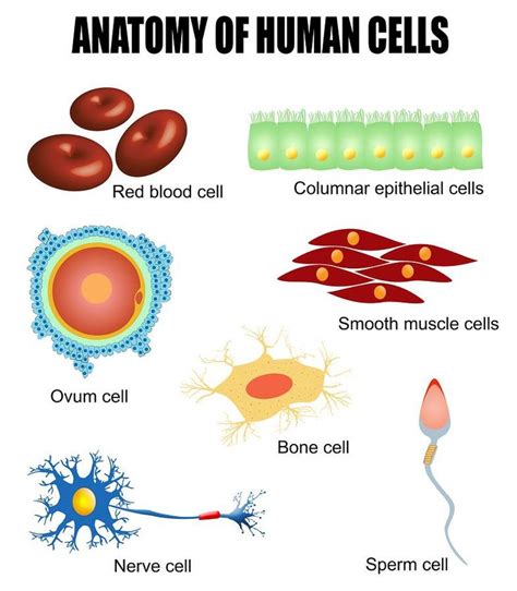 Types Of Human Cells Bing Images