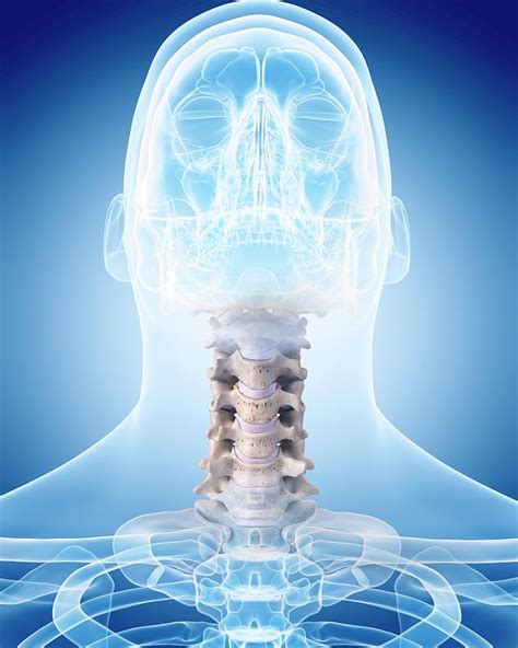 Human Cervical Spine Photograph By Sebastian Kaulitzkiscience Photo