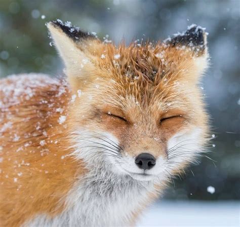 25 Maravillosas Fotos De Zorros Jugando En La Nieve Que Te Enamorarán