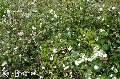 Kelly Brenner Wildlife Plants Snowberry