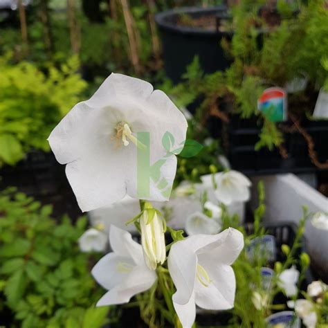 Campanula Persicifolia Takion White Dzwonek Brzoskwiniolistny