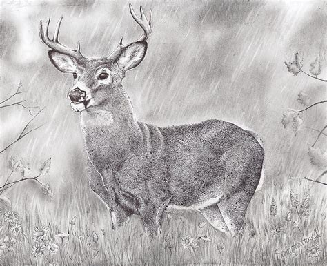 Deer Drawing Whitetail Deer By Samantha Howell Whitetail Deer Deer