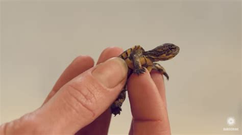 These Crazy Cute Baby Turtles Want Their Lake Back Instructional Video