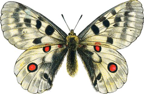 Vintage Butterfly Png