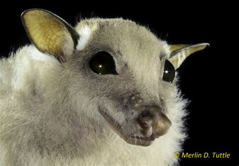 We did not find results for: These Bats Look Exactly Like Teddy Bears and Cute Little ...