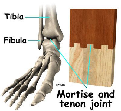 Foot Anatomy | eOrthopod.com