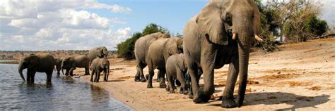 parc national de chobe botswana afrique tourisme
