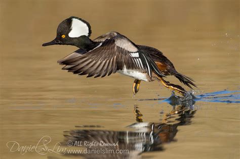 Hooded Merganser In Flight Take Off Daniel Lim Photography