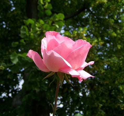 Rose Rosa Flor De Jardim Foto Gratuita No Pixabay Pixabay