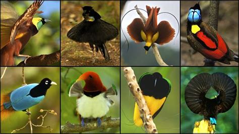 Birds Of Paradise National Geographic Society