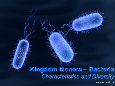 Monera Kingdom Powerpoint