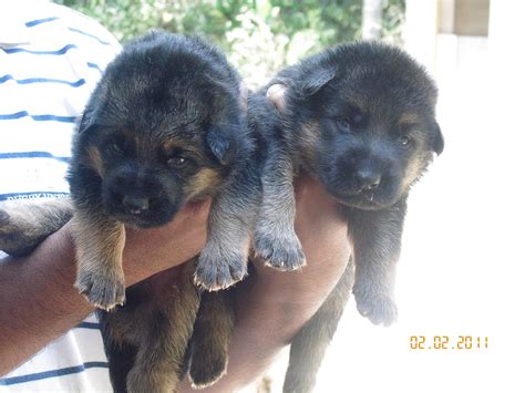 This is the price you can expect to budget for a german shepherd with papers but without breeding rights nor show quality. Buy German Shepherd Puppies: German Shepherd Puppies for ...
