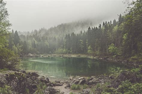 Pond And Pine Trees Forest Lake Mist Hd Wallpaper Wallpaperbetter