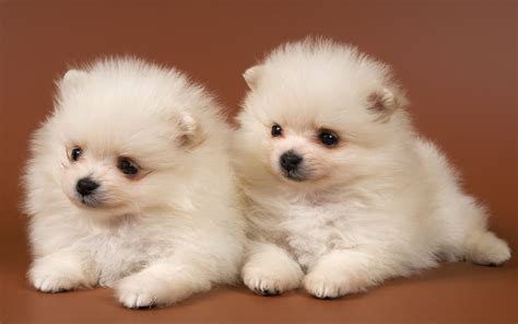 Adorable Puppies Wallpaper 140834 Super Cute Puppies Cute Baby
