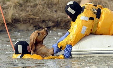 15 Fotografías De Bomberos Rescatando Animales En Peligro