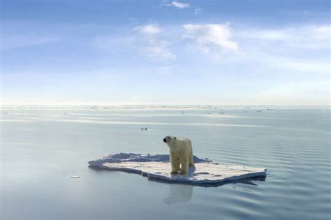 21 Polar Bear Pictures That Will Melt Your Heart Polar Bear Polar