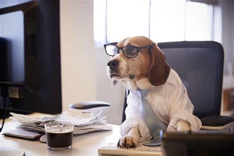 10 Amazing Posts Of Dogs Working From Home Wild Earth