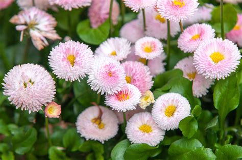 English Daisy Plant Care Growing Guide