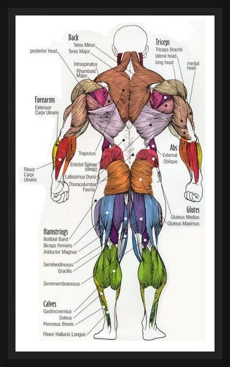 Back Muscles Anatomy Female Muscles Of The Female Figure—posterior