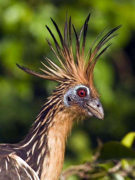 Its A Hoatzin It Looks Like A Phoenix And Has Fingers When Its Born