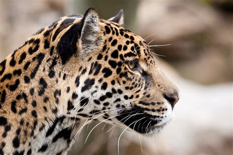 Jaguar Wild Cat Face Profile Wallpaper 3600x2400 169586 Wallpaperup