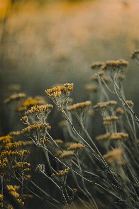 Details Of Achillea Filipendulina At Dusk Del Colaborador De Stocksy Javier Pardina Stocksy