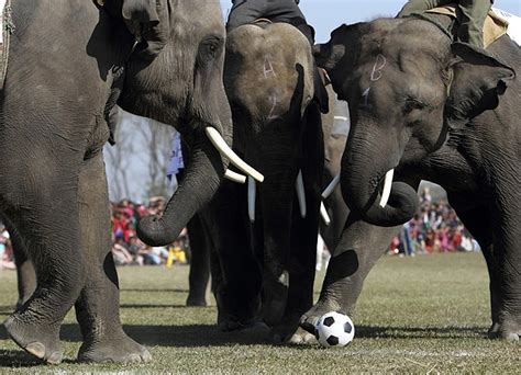 Elephants Play Soccer And Enter Beauty Pageant In Nepal Bit Rebels